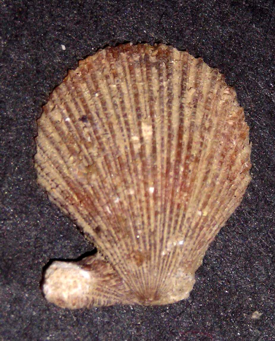 Chlamys multistriata